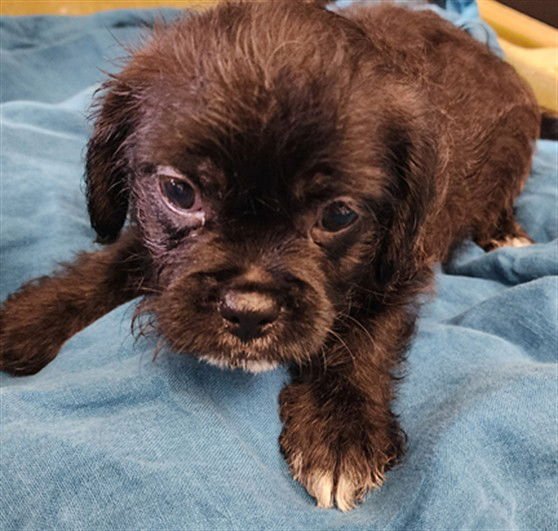 SHADOW - Pug / Maltese available for adoption