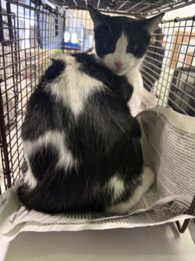 HENRY - Domestic Short Hair available for adoption