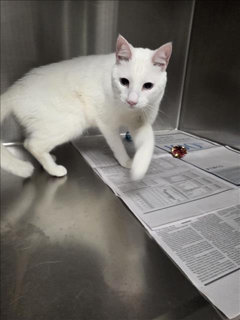 SAGE - Domestic Short Hair available for adoption