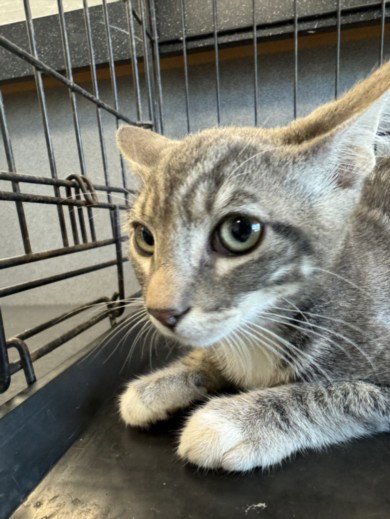 LARRY - Domestic Short Hair available for adoption
