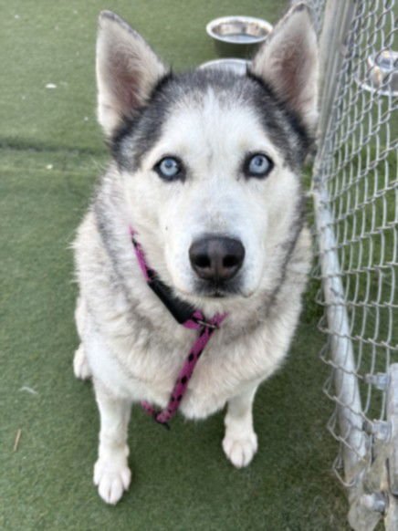 ELSA - Siberian Husky available for adoption