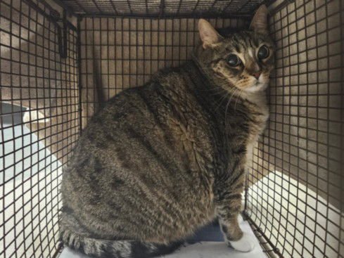 CHANEL - Domestic Short Hair available for adoption