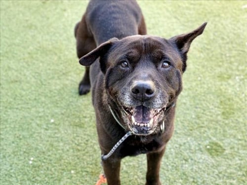 MAX - Staffordshire Bull Terrier / Chow Chow available for adoption