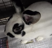 OREO - Photo 1