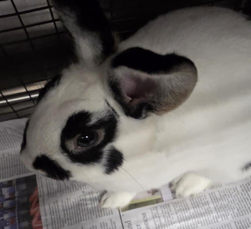 OREO - Dutch available for adoption