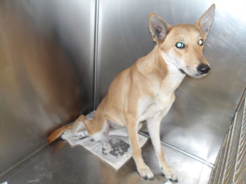 WILLA - German Shepherd Dog available for adoption