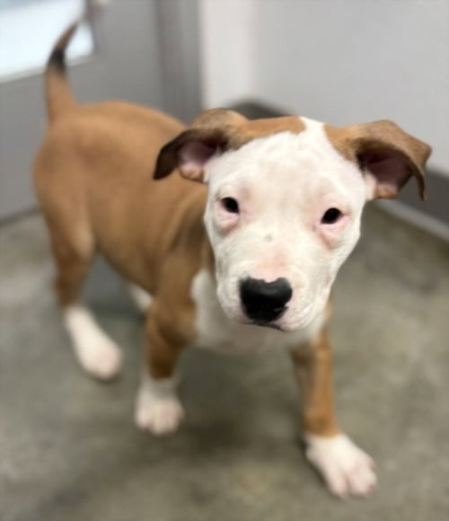 SOPHIE - Pit Bull Terrier available for adoption