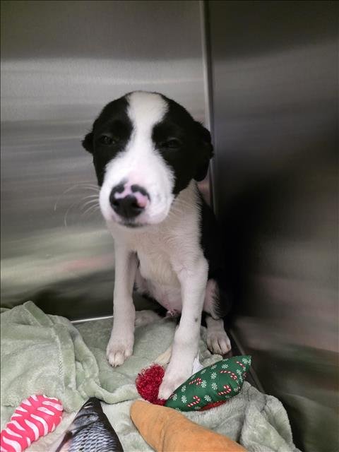 APOLLO - Border Collie available for adoption