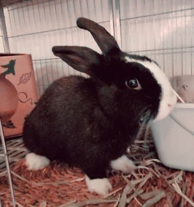 HONEY - Shorthaired Rabbit available for adoption