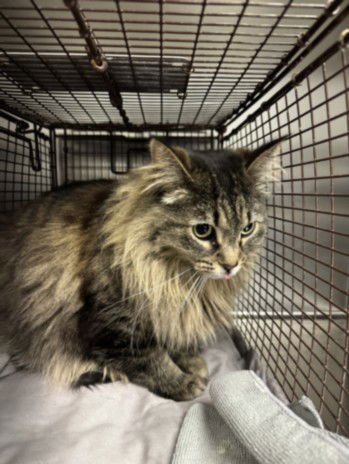 SWEETIE PIE - Domestic Medium Hair available for adoption