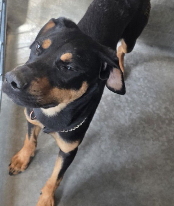 ROBERT - Rottweiler available for adoption