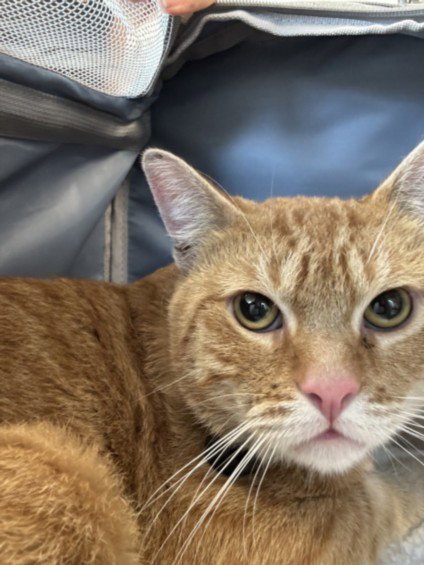DESI - Domestic Short Hair available for adoption