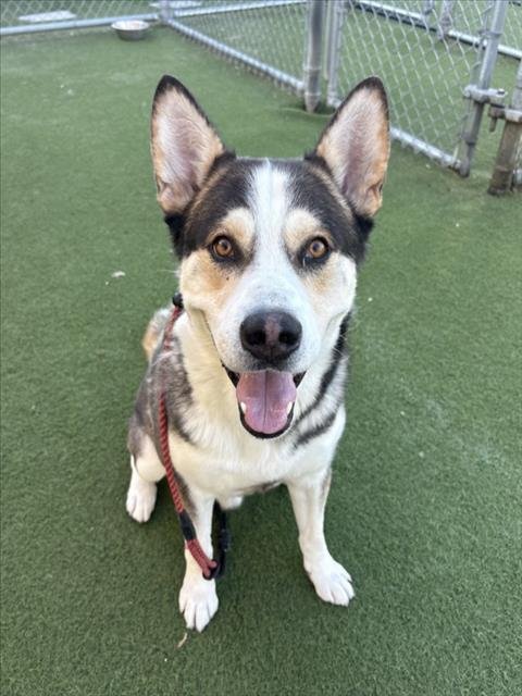 KOBY - Siberian Husky available for adoption