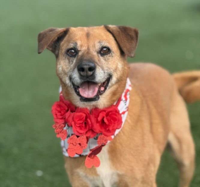 CANELA - German Shepherd Dog available for adoption