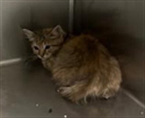 A2300793 - Domestic Short Hair available for adoption