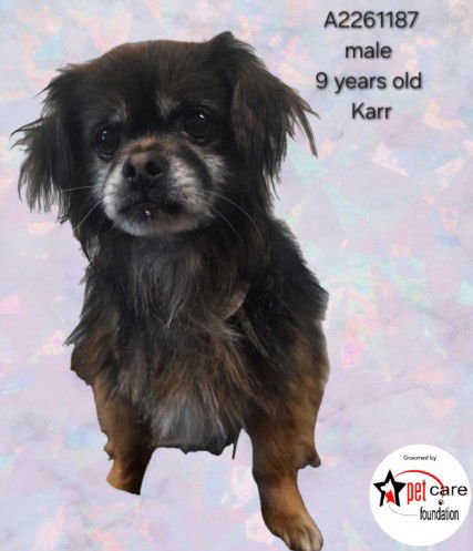 KARR - Lhasa Apso available for adoption
