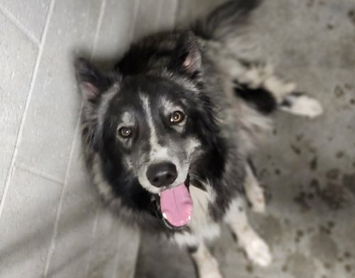ZULU - Husky / German Shepherd Dog available for adoption