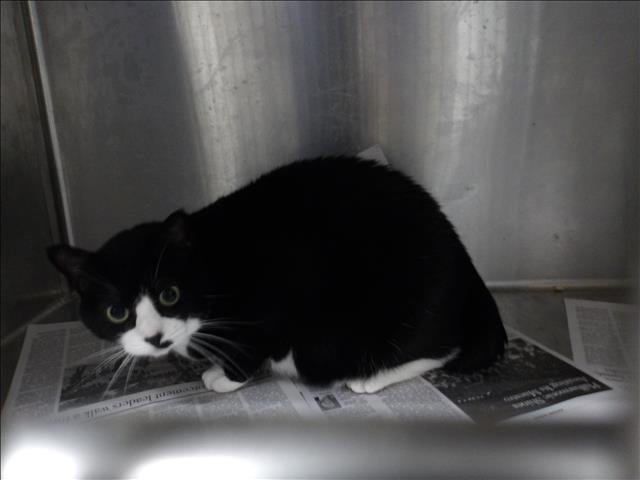 LUNA - Domestic Short Hair available for adoption