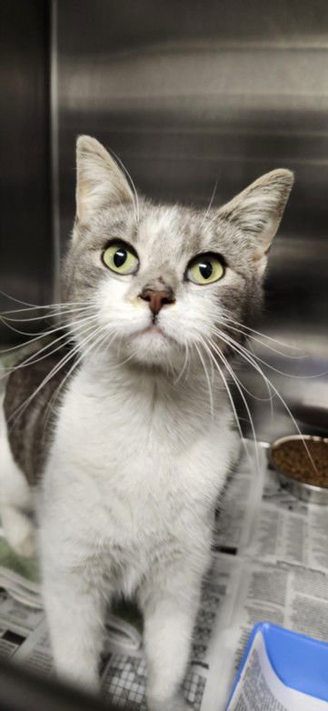 MINNIE - Domestic Short Hair available for adoption