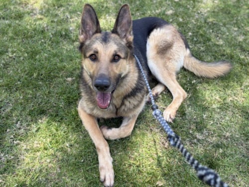 KAI - German Shepherd Dog available for adoption