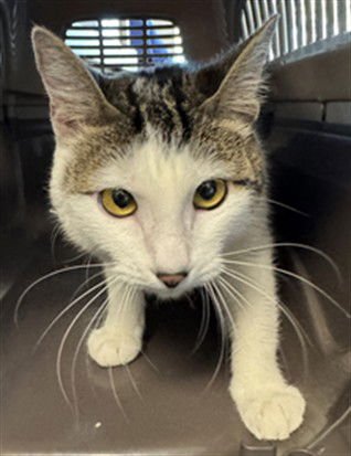 OREO - Domestic Short Hair available for adoption