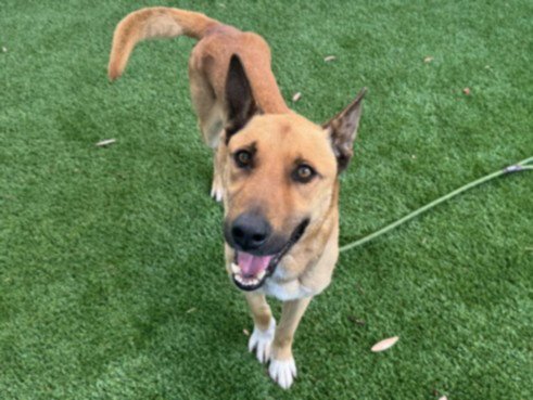 CHUCK - German Shepherd Dog available for adoption