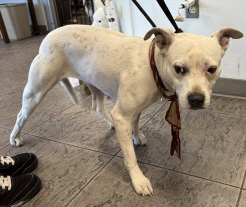BABY - Pit Bull Terrier available for adoption