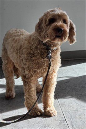 OBI - Golden Retriever available for adoption