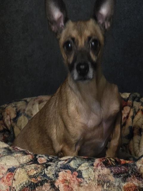 BOBA - Miniature Pinscher available for adoption