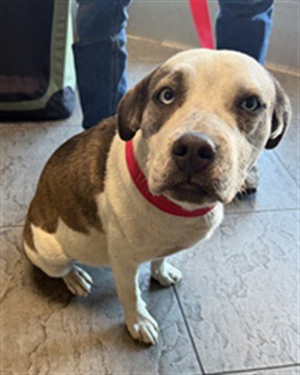 BONNIE - Staffordshire Bull Terrier available for adoption