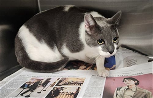 LUCHADOR - Domestic Short Hair available for adoption