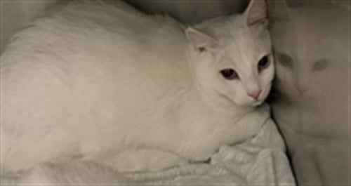 HOWLS CASTLE - Domestic Short Hair available for adoption