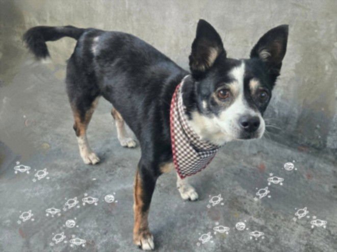 OREO - Chihuahua available for adoption