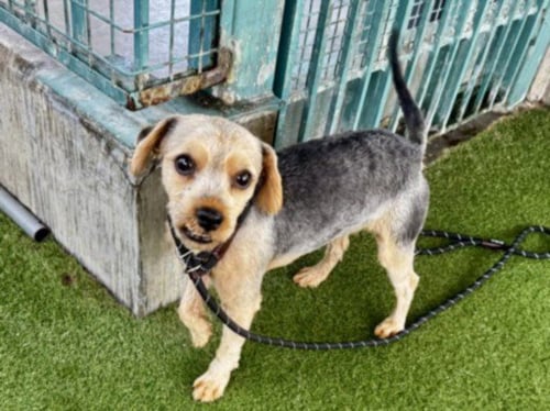 RALPH - Poodle (Miniature) available for adoption