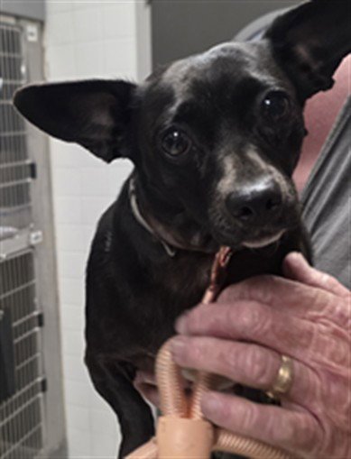 SOCKS - Chihuahua available for adoption