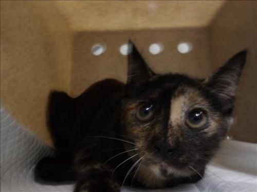 KAYLA - Domestic Short Hair available for adoption