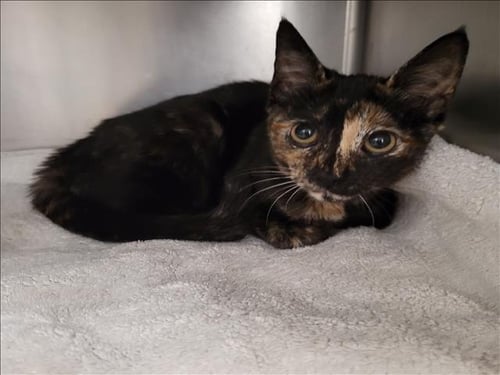 KAYLA - Domestic Short Hair available for adoption
