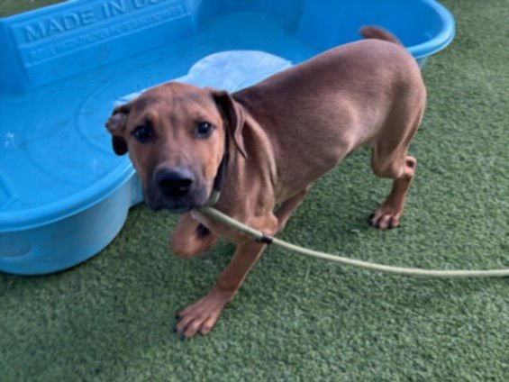 CUNHA - Cane Corso Mastiff available for adoption