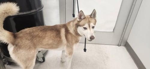 SYVEN - Husky available for adoption