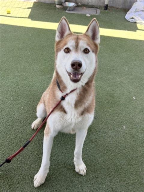 SYVEN - Husky available for adoption