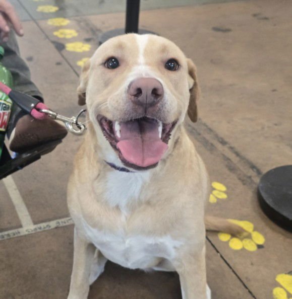 BRIDGET - Labrador Retriever available for adoption