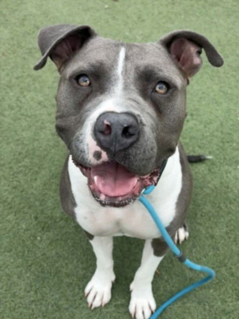 MILLHOUSE - Pit Bull Terrier available for adoption