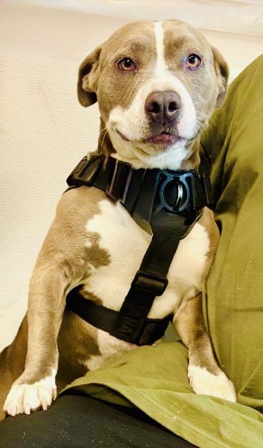 JAZZY - Pit Bull Terrier available for adoption
