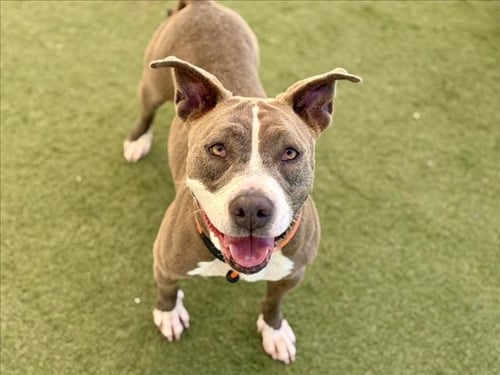 JAZZY - Pit Bull Terrier available for adoption
