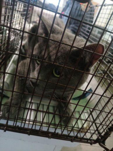 GRIS - Domestic Short Hair available for adoption