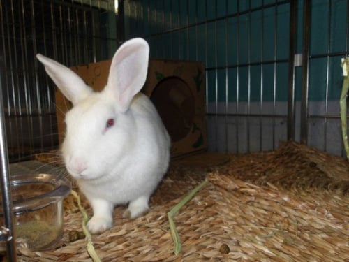 ABAGAIL - New Zealand available for adoption