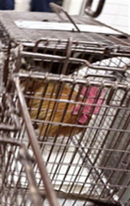 PINKY - Chicken available for adoption