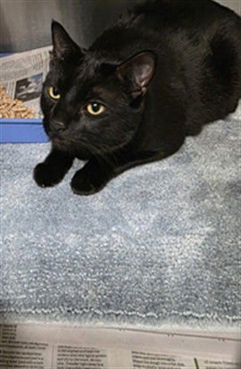 ATTICUS - Domestic Short Hair available for adoption