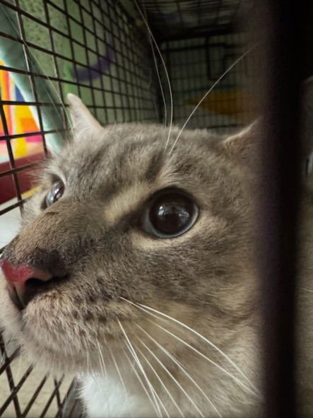 BONNIE - Domestic Short Hair available for adoption