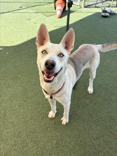 ODIN - Siberian Husky available for adoption